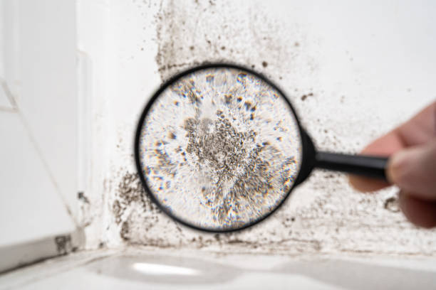 Best Black Mold Removal  in Hebron, IN